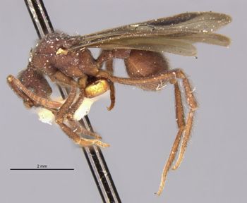 Media type: image;   Entomology 21132 Aspect: habitus lateral view